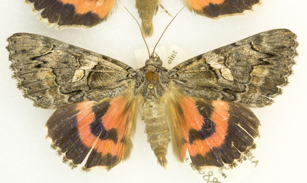 Catocala ophelia, California species