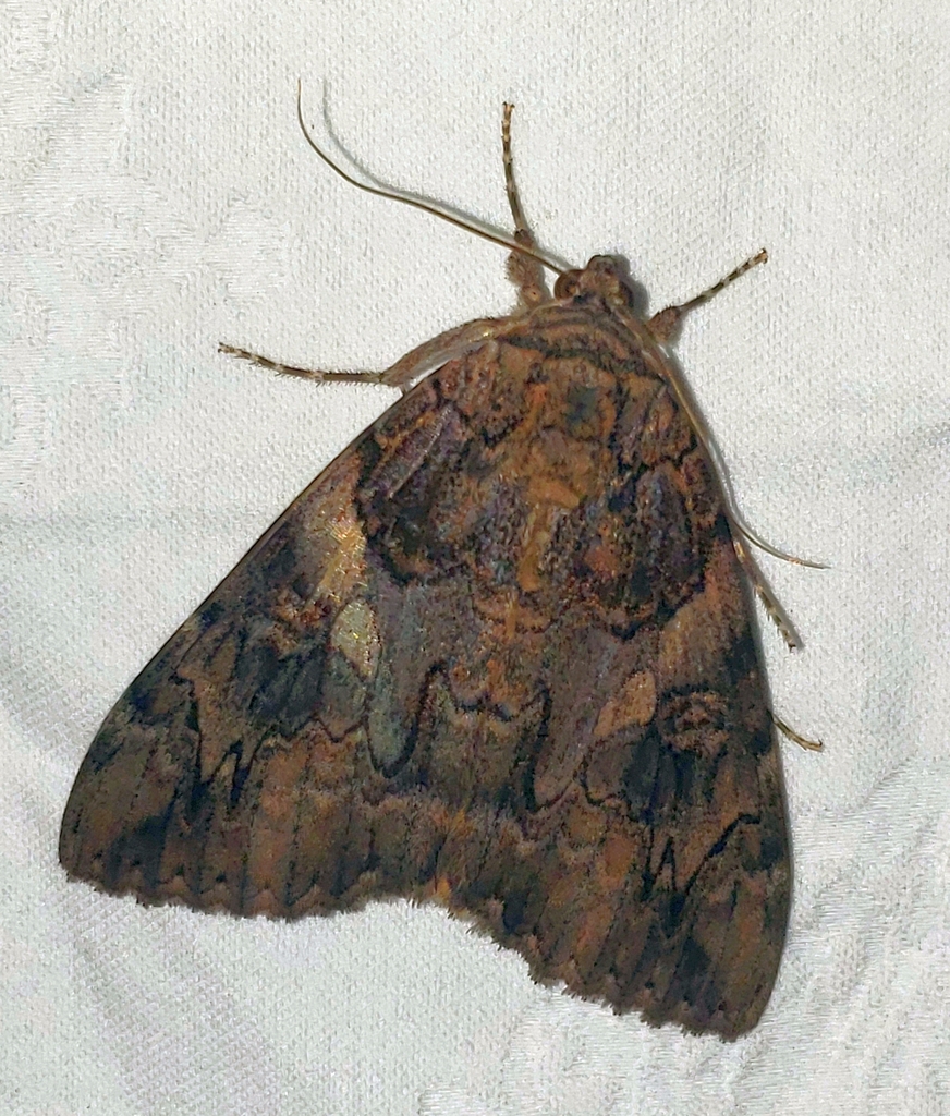 Catocala piatrix (The Penitent Underwing), California species