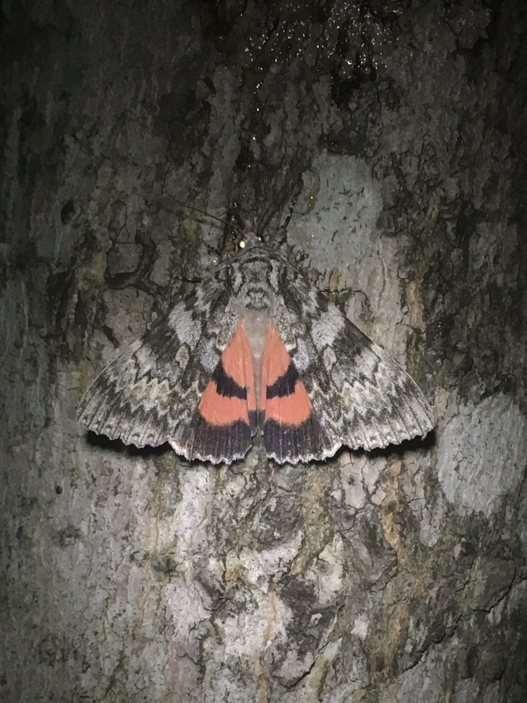 Catocala semirelicta (Semirelict Underwing), California species