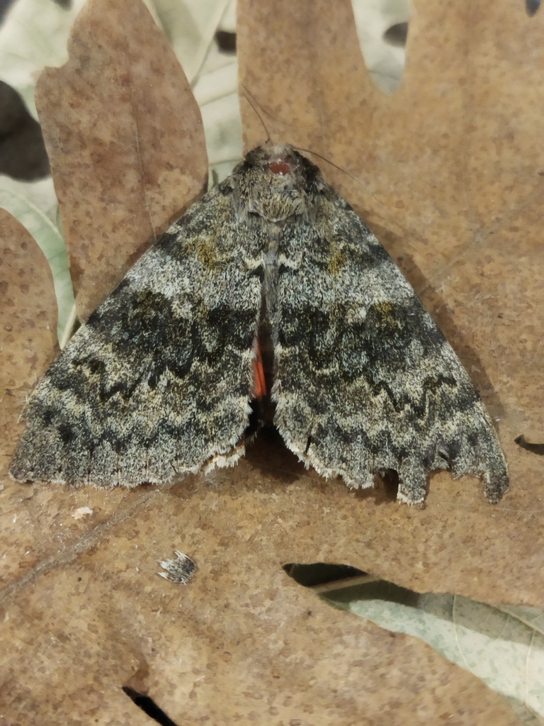 Catocala sp. (Underwing Moth (generic)), California species