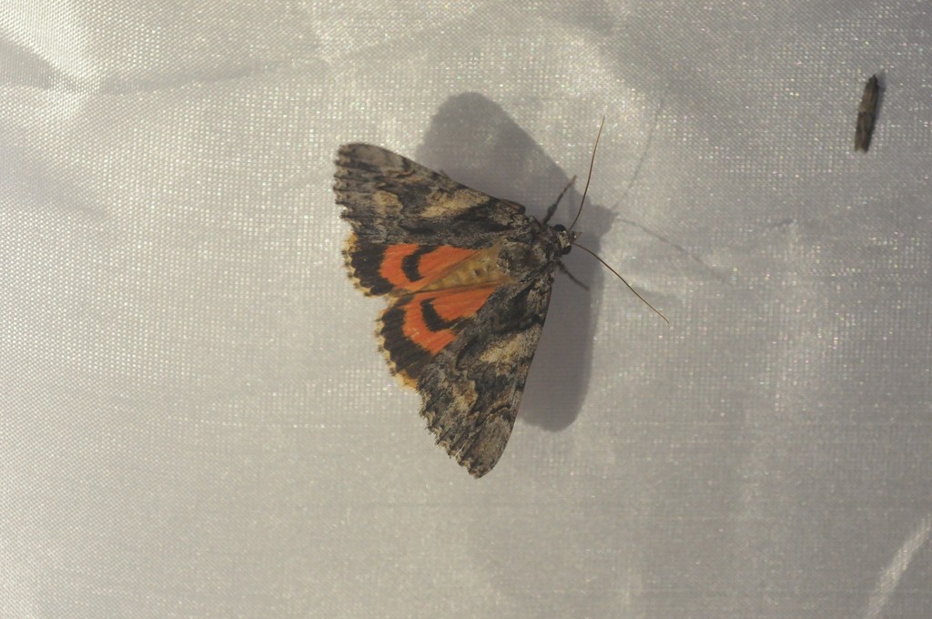 Catocala verrilliana, California species