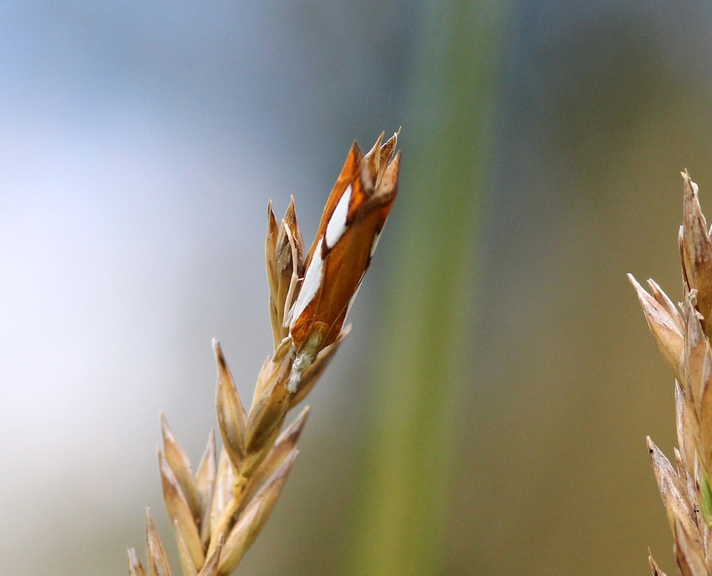 Catoptria oregonica (Oregon Catroptria), California species