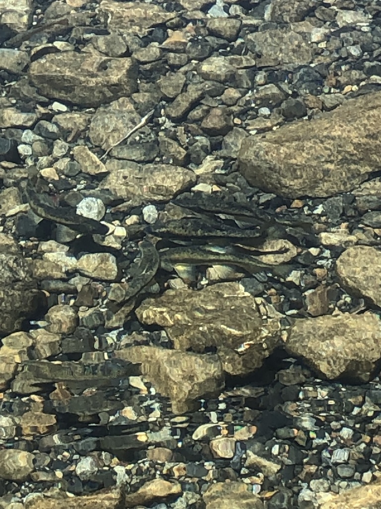Catostomus fumeiventris (Owens Sucker), California species