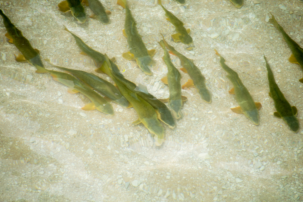 Catostomus occidentalis lacusanserinus (Goose Lake sucker), California species