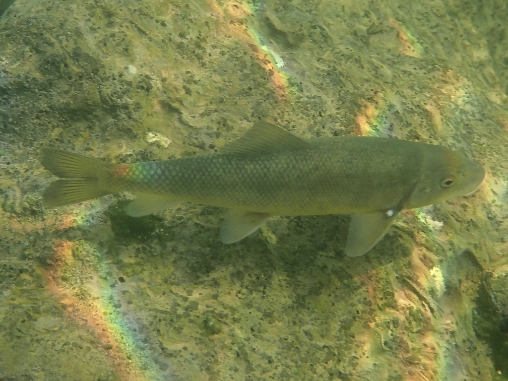 Catostomus occidentalis humboldtianus (Humboldt sucker), California species