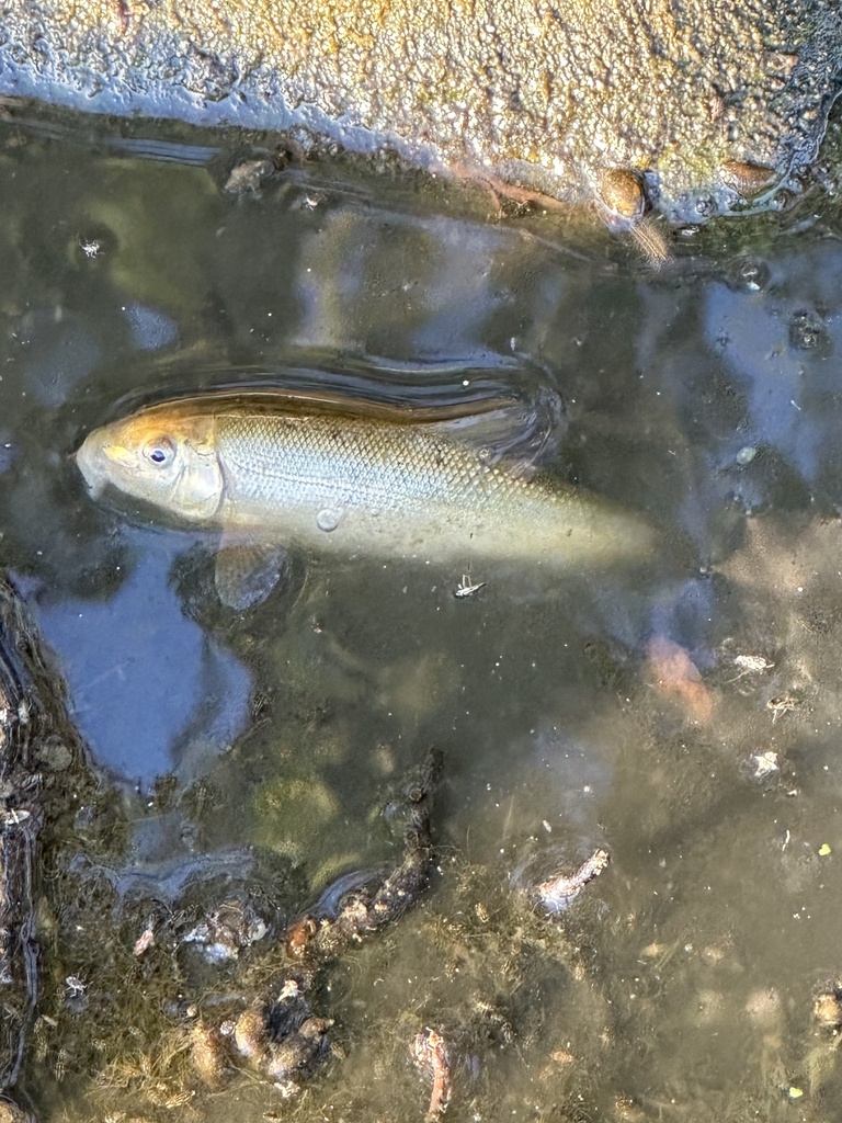Catostomus occidentalis (Sacramento sucker), California species