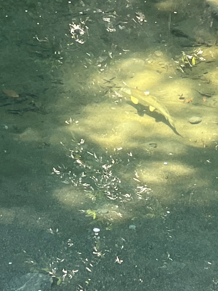 Catostomus rimiculus (Klamath smallscale sucker), California species