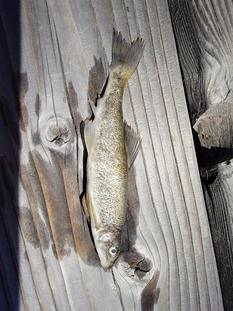 Catostomus tahoensis (Tahoe sucker), California species