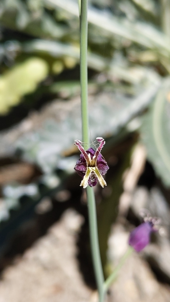 Caulanthus amplexicaulis (Clasping leaved caulanthus), native California herb