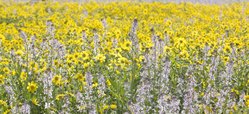 Caulanthus anceps (Lemmon's mustard), native California herb