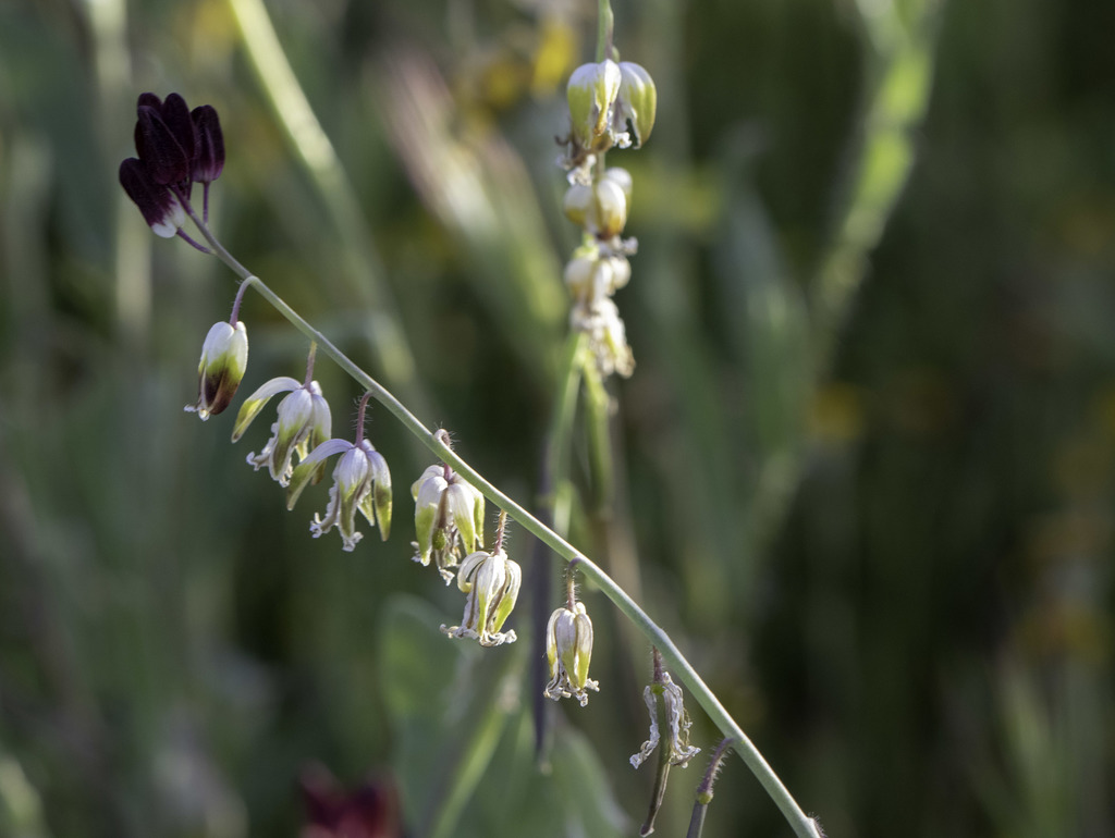 Caulanthus californicus (California jewelflower), native California herb