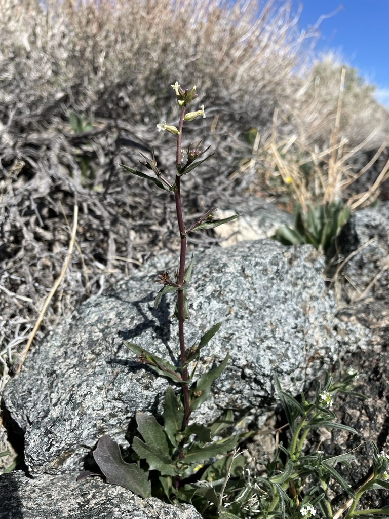 Caulanthus cooperi (Cooper caulanthus), native California herb