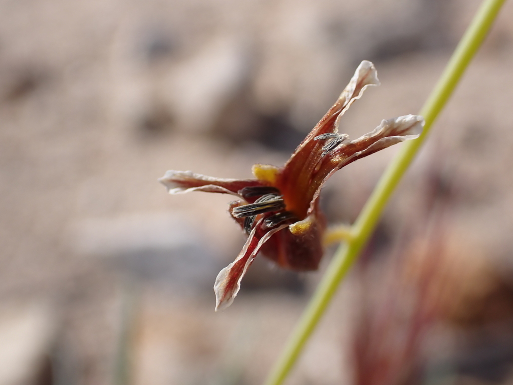 Caulanthus coulteri (Coulter's jewel flower), native California herb