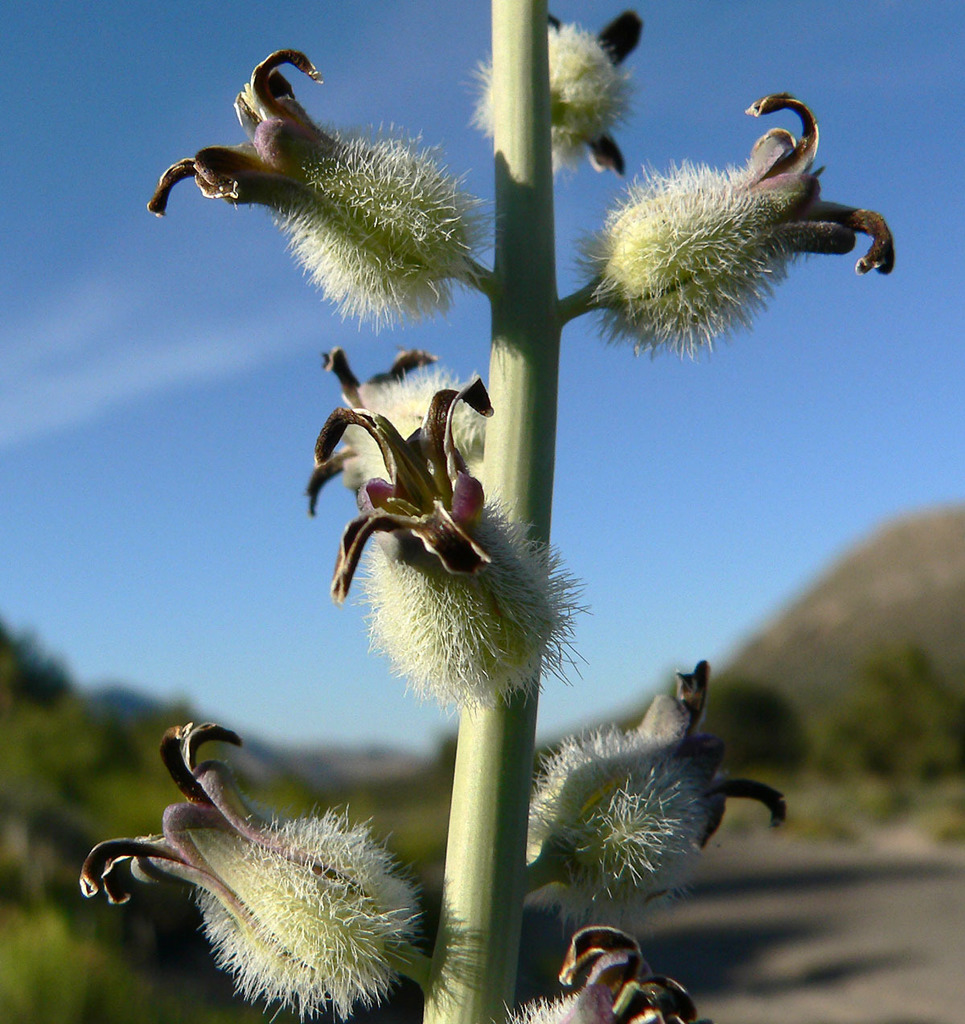 Caulanthus crassicaulis (Thick-stem wild cabbage), native California herb