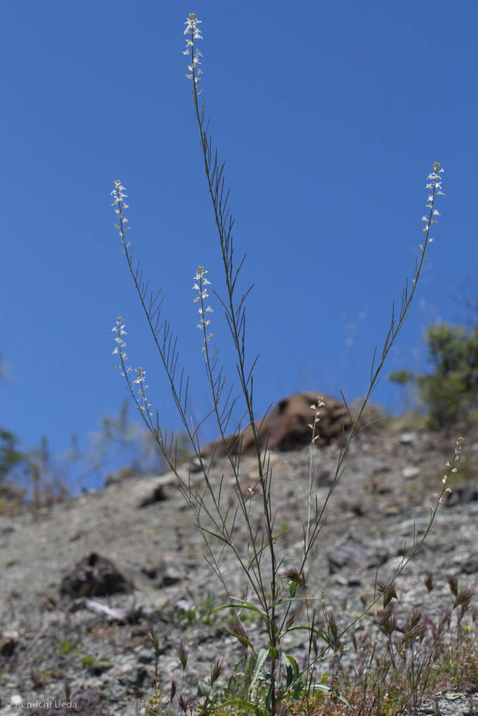 Caulanthus flavescens (Yellow California mustard), native California herb