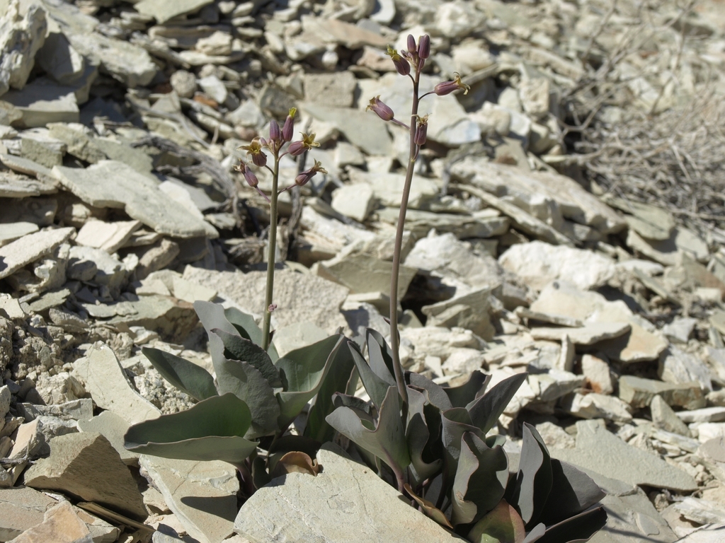 Caulanthus glaucus (Glaucous caulanthus), native California herb