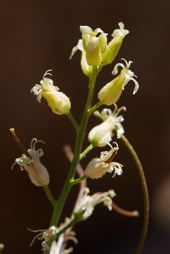 Caulanthus hallii (Hall's caulanthus), native California herb