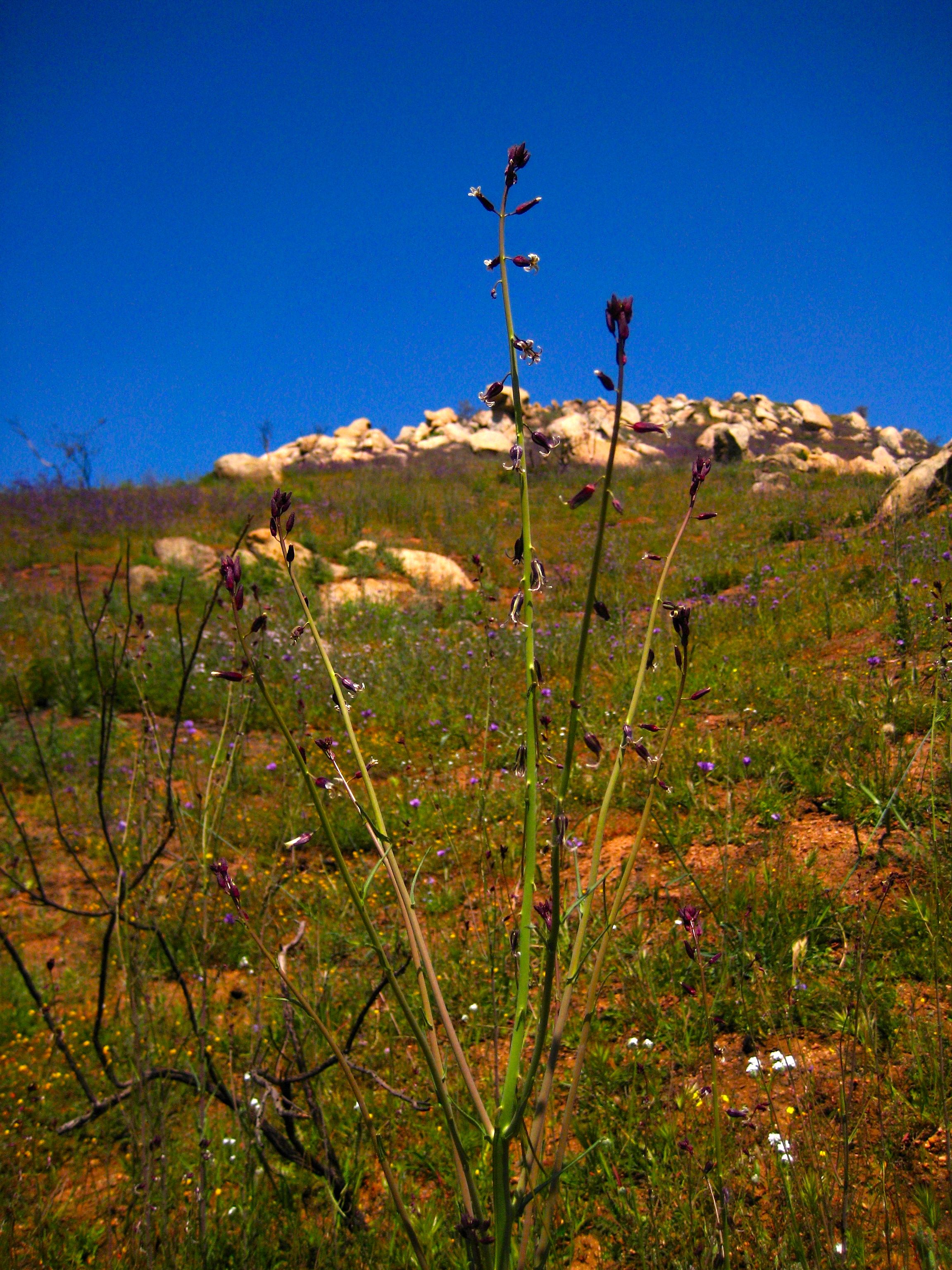 Caulanthus heterophyllus (San diego wild cabbage), native California herb