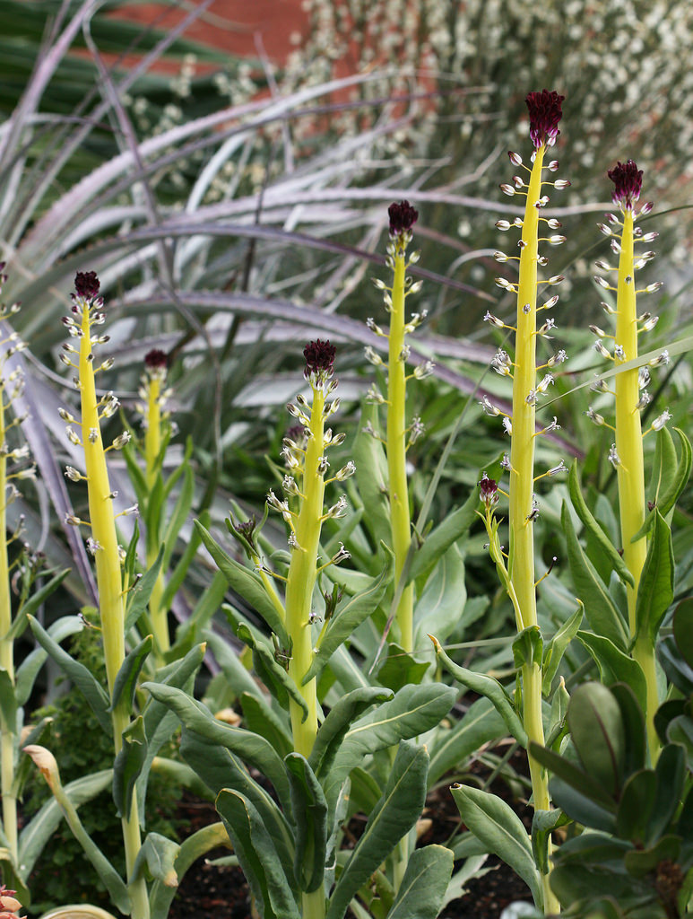 Caulanthus inflatus (Desert candle), native California herb