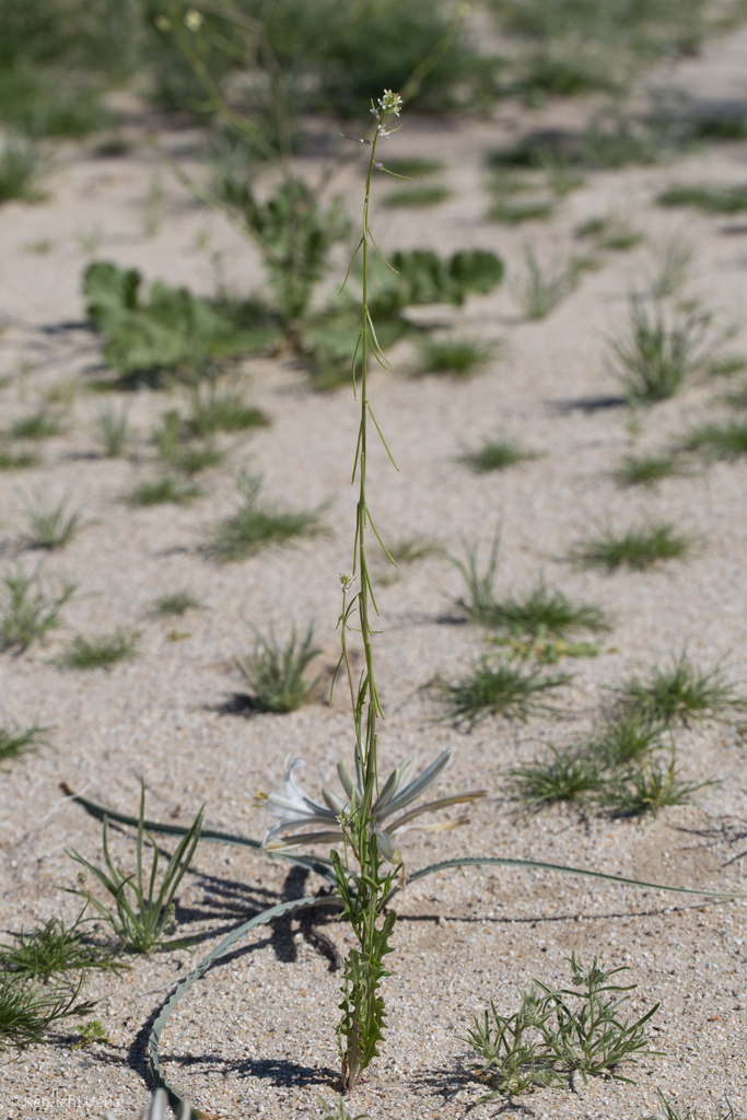 Caulanthus lasiophyllus (California mustard), native California herb