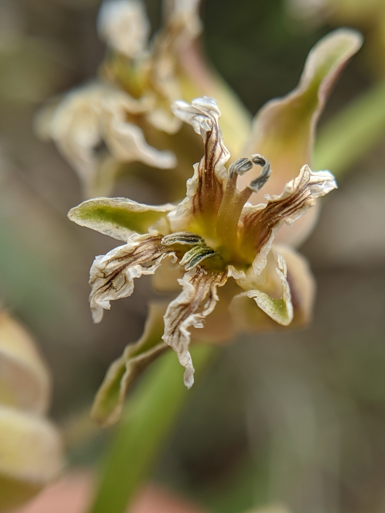 Caulanthus lemmonii (Lemmon's jewelflower), native California herb