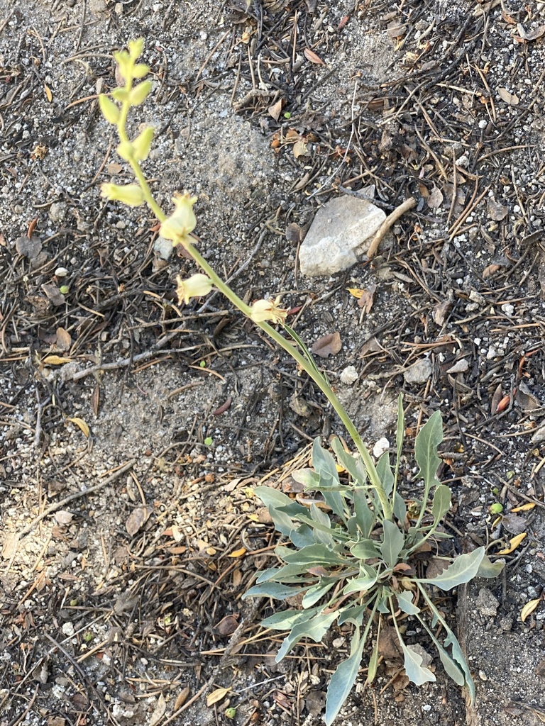 Caulanthus major — parent species of Caulanthus major var. nevadensis