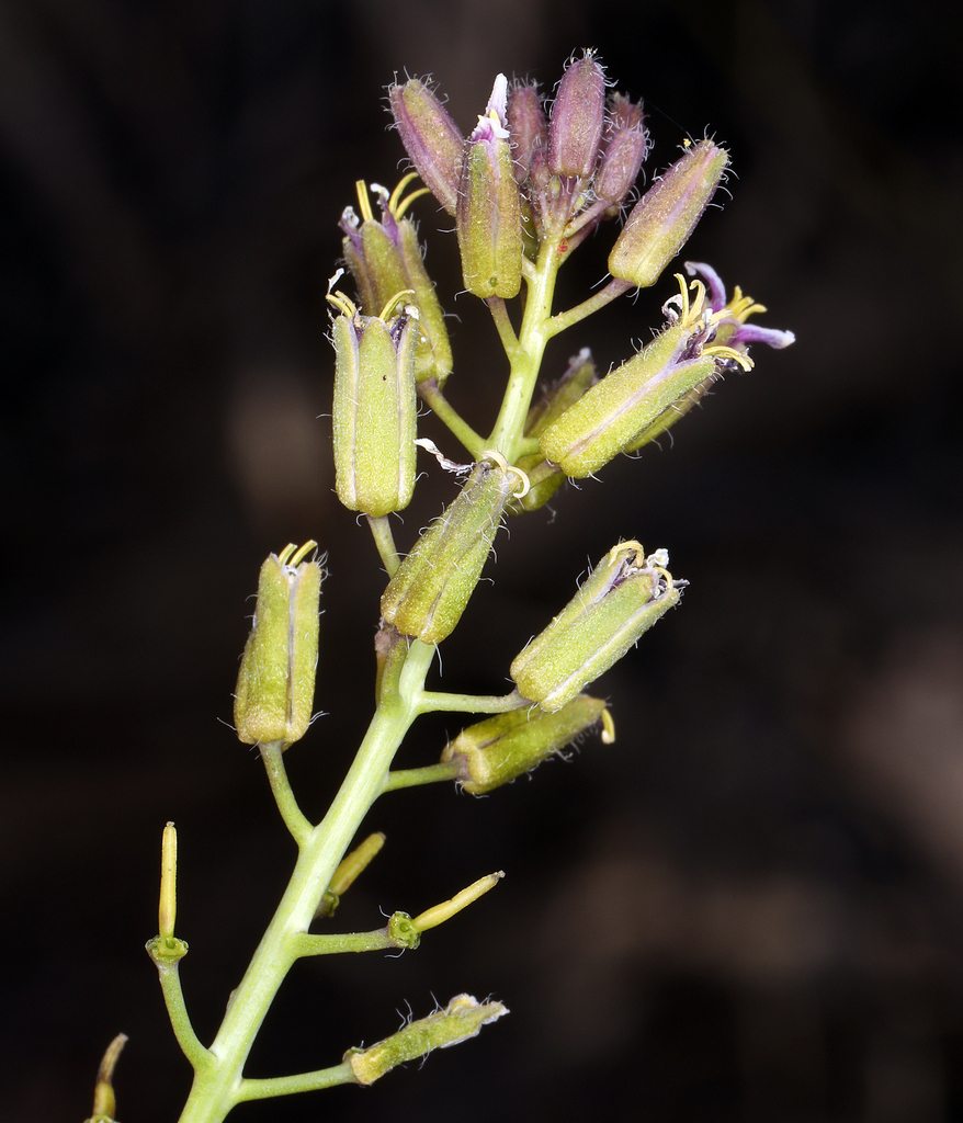 Caulanthus pilosus (Chocolate drops), native California herb