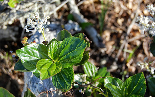 Ceanothus arboreus (Feltleaf ceanothus), native California shrub / tree