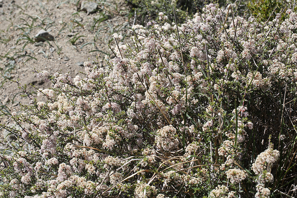 Ceanothus arcuatus (Arching ceanothus), native California shrub