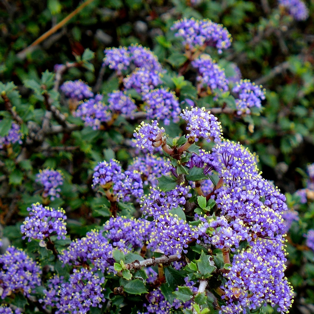 Ceanothus confusus (Rincon ridge ceanothus), native California shrub