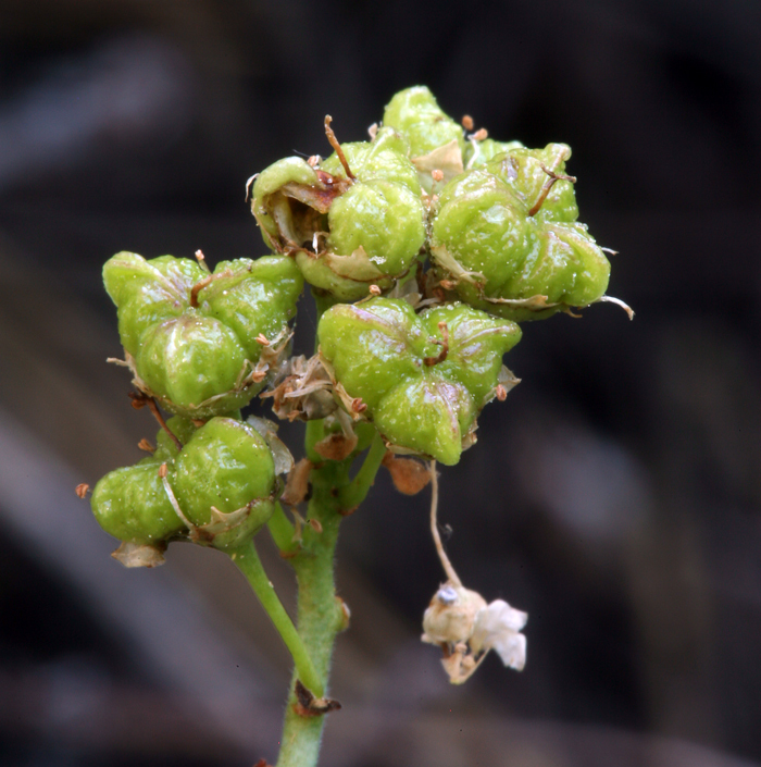 Ceanothus cordulatus (Mountain whitethorn), native California shrub