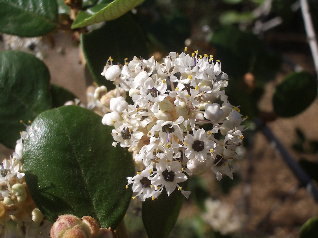 Ceanothus crassifolius var. crassifolius (Hoary leaved ceanothus), native California shrub