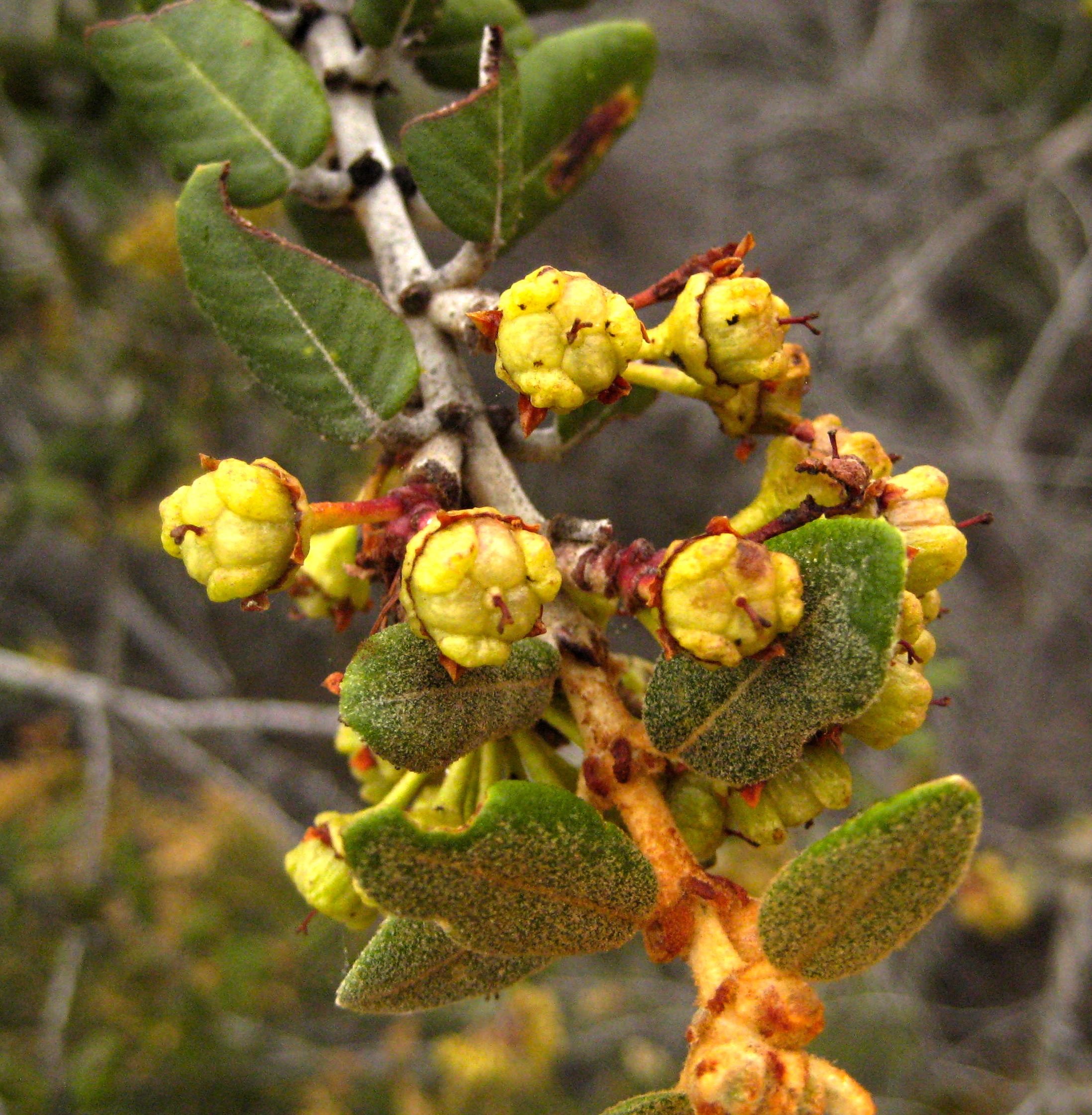 Ceanothus crassifolius (Hoaryleaf ceanothus), native California shrub