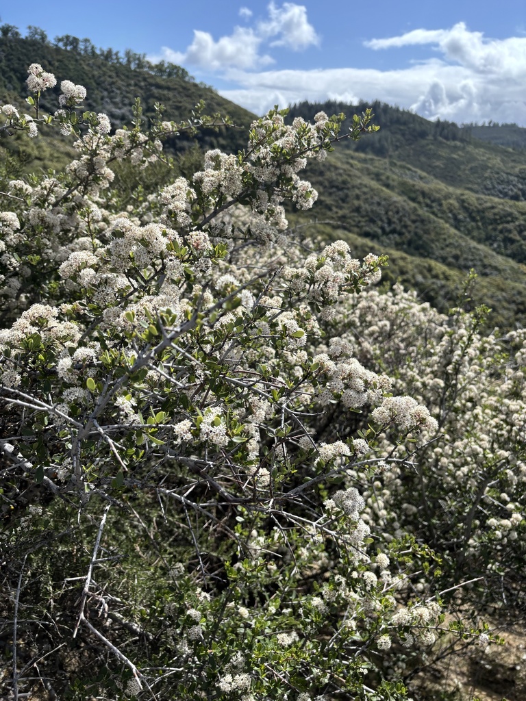 Ceanothus cuneatus var. ramulosus (Buck brush), native California shrub