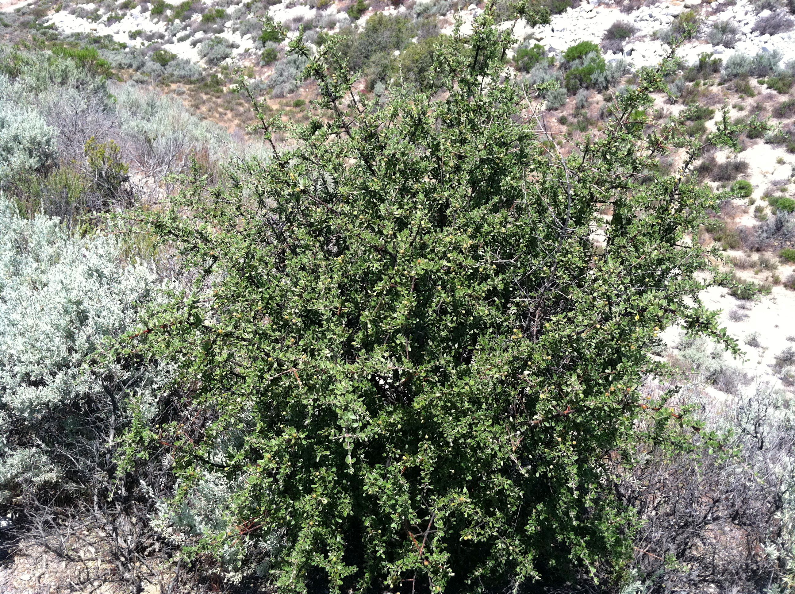 Ceanothus cuneatus (Buck brush), native California shrub