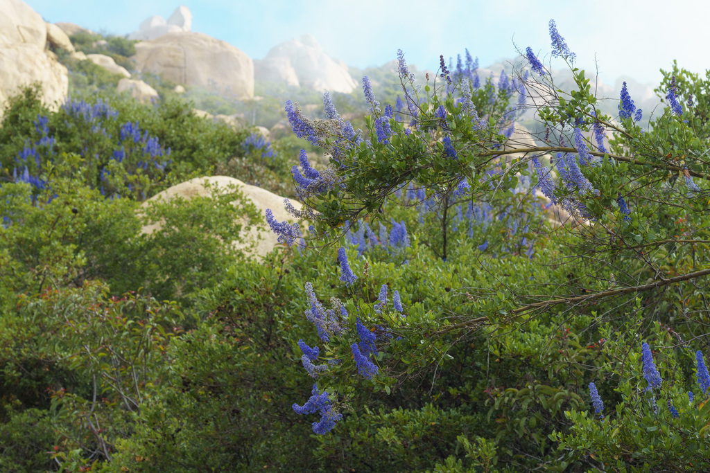 Ceanothus cyaneus (Lakeside ceanothus), native California shrub