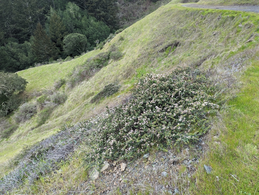 Ceanothus decornutus (Nicasio ceanothus), native California shrub