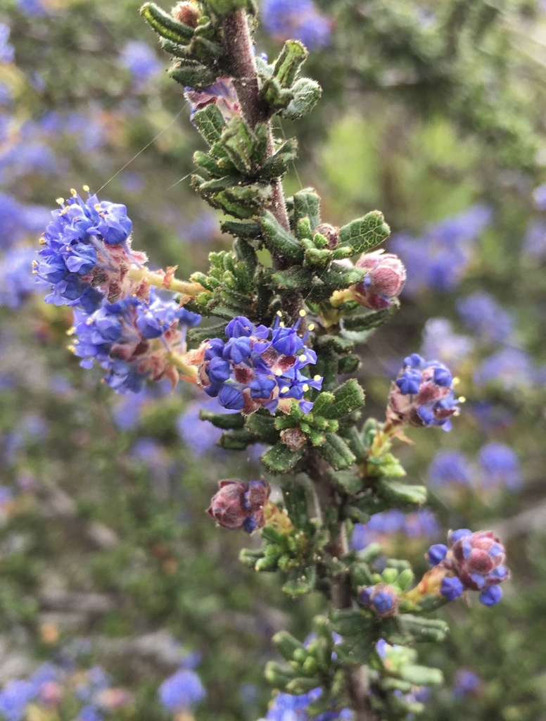 Ceanothus dentatus (Dwarf ceanothus), native California shrub