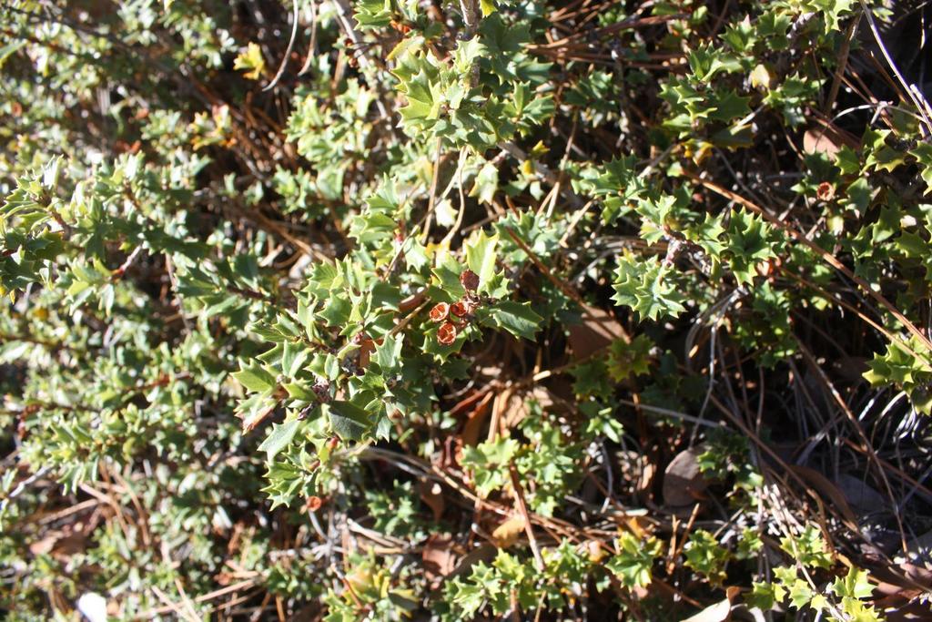 Ceanothus divergens (Calistoga ceanothus), native California shrub