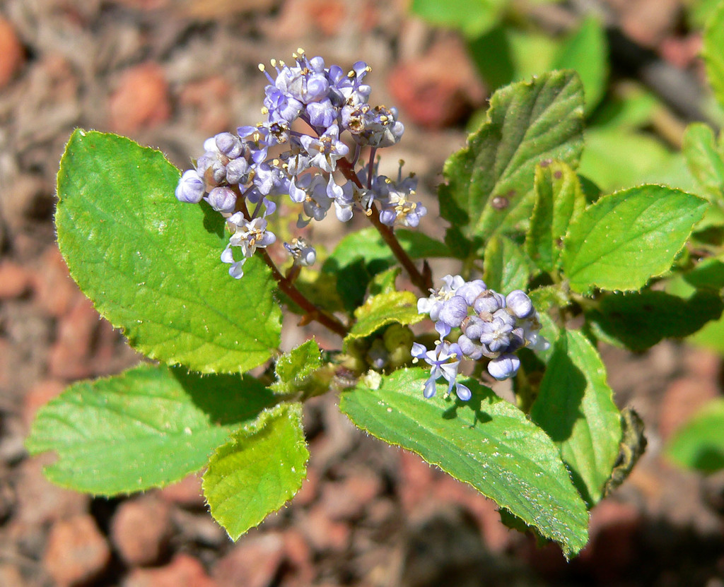 Ceanothus diversifolius (Pine mat), native California shrub