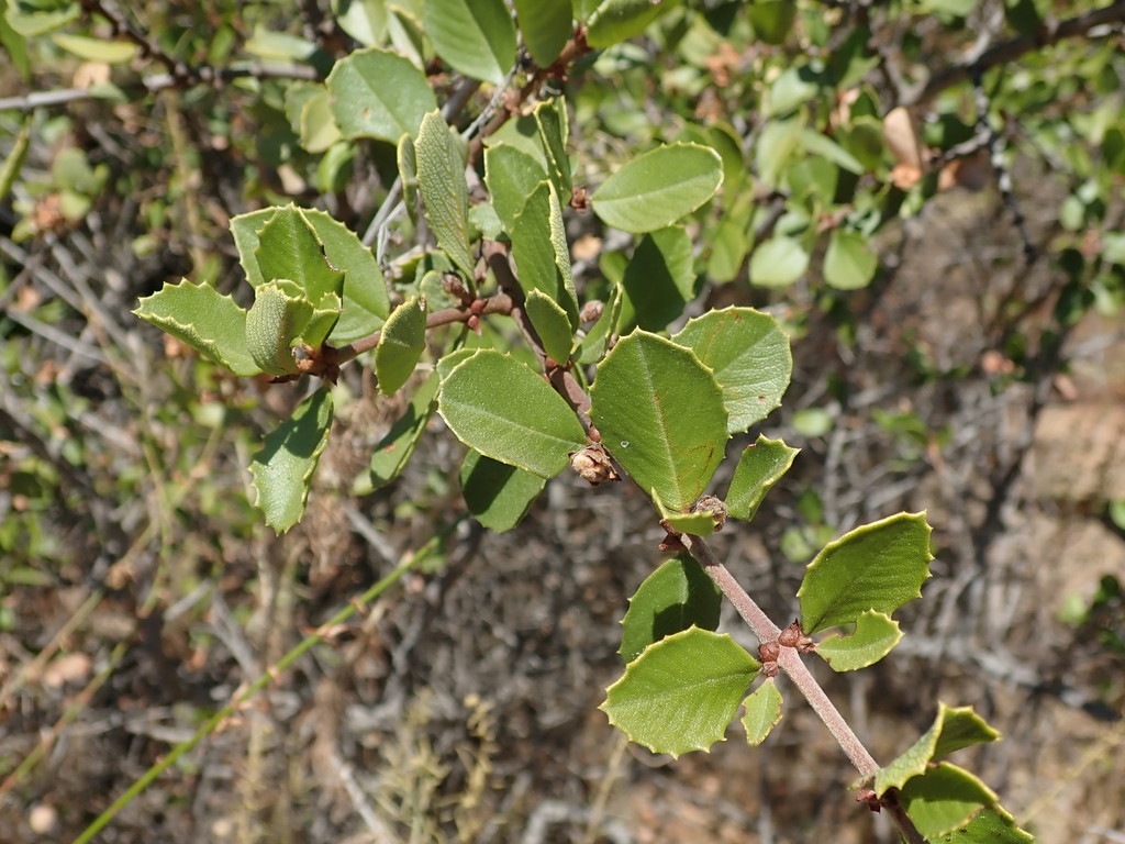 Ceanothus ferrisiae (Coyote ceanothus), native California shrub