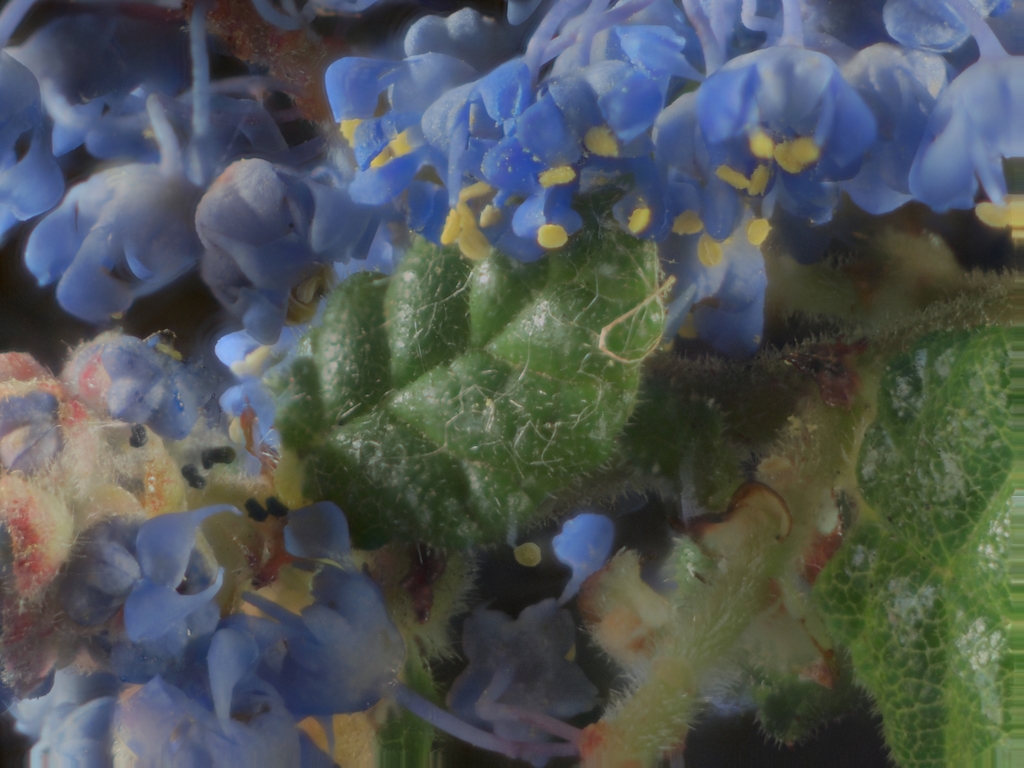 Ceanothus foliosus var. medius (La cuesta ceanothus), native California shrub