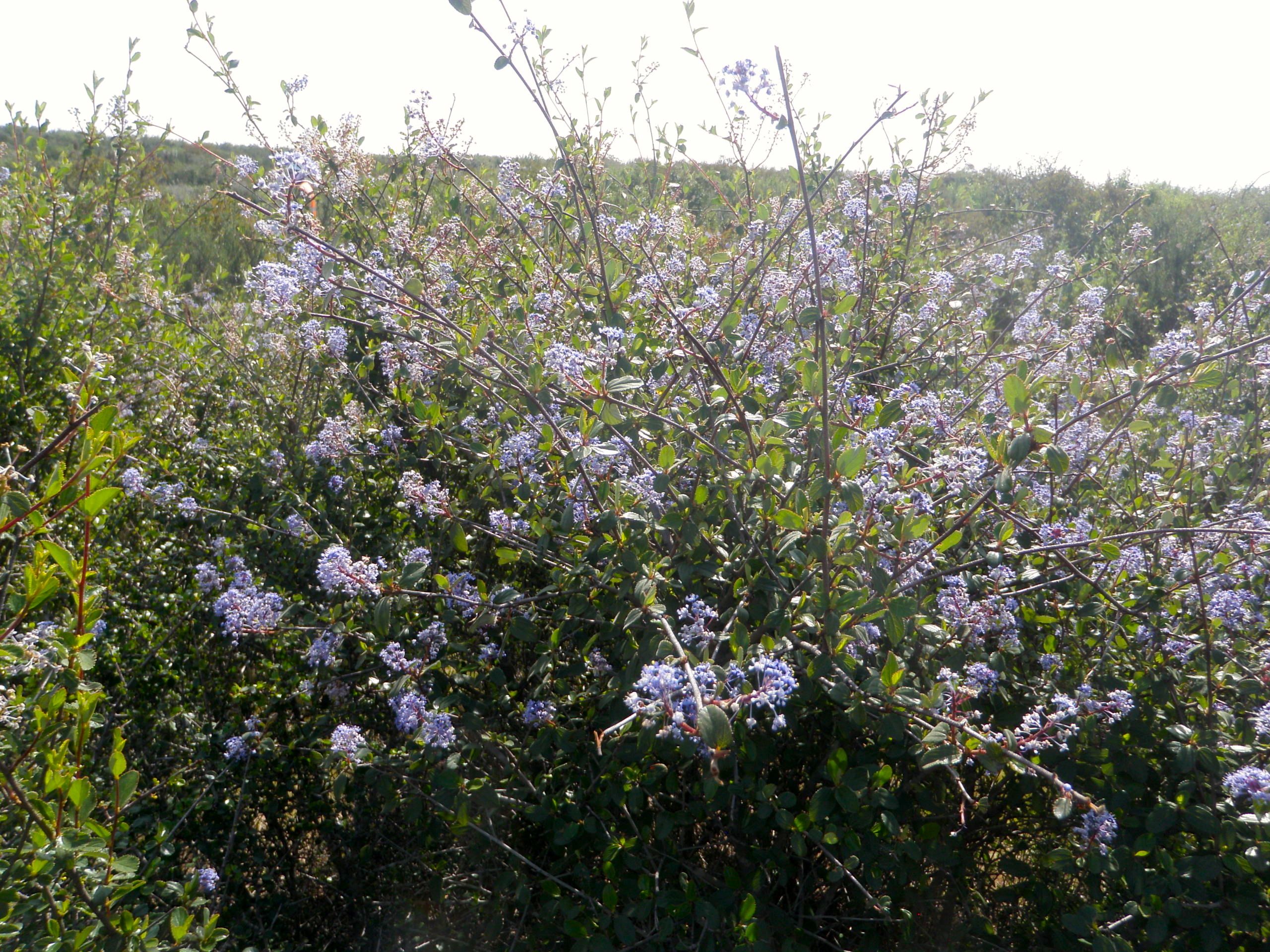 Ceanothus foliosus (Wavy leaved ceanothus), native California shrub