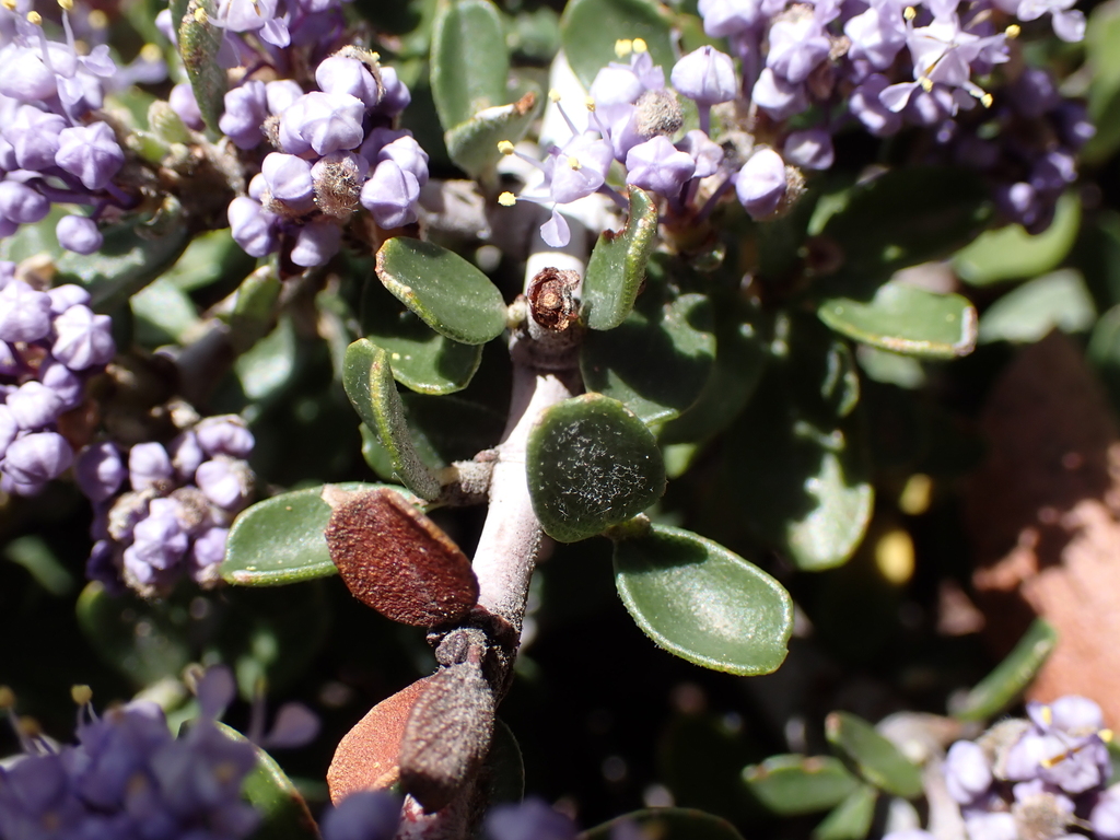 Ceanothus fresnensis (Fresno ceanothus), native California shrub