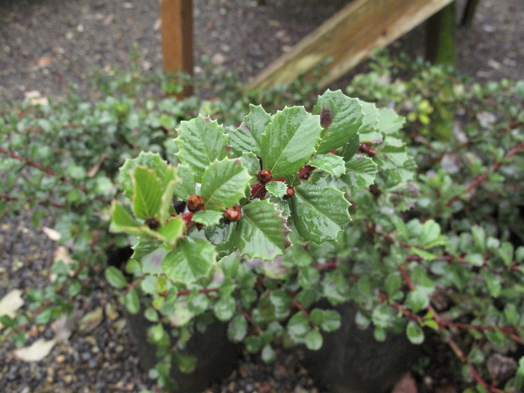 Ceanothus gloriosus (Glory mat), native California shrub