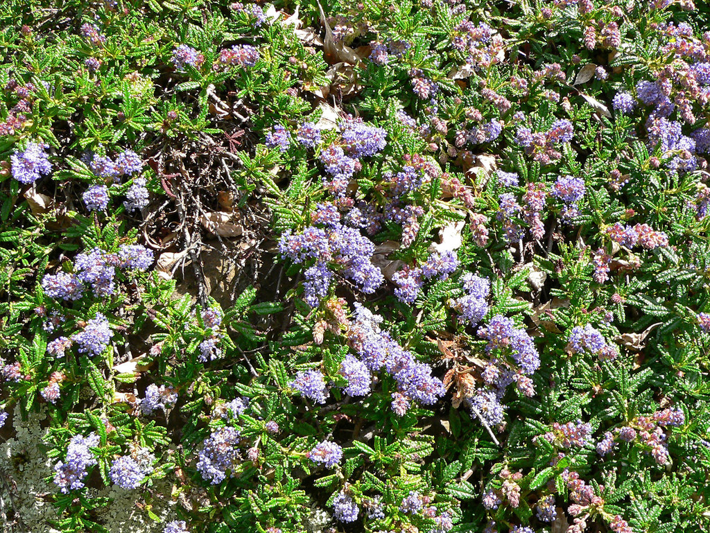 Ceanothus hearstiorum (Hearsts' ceanothus), native California shrub