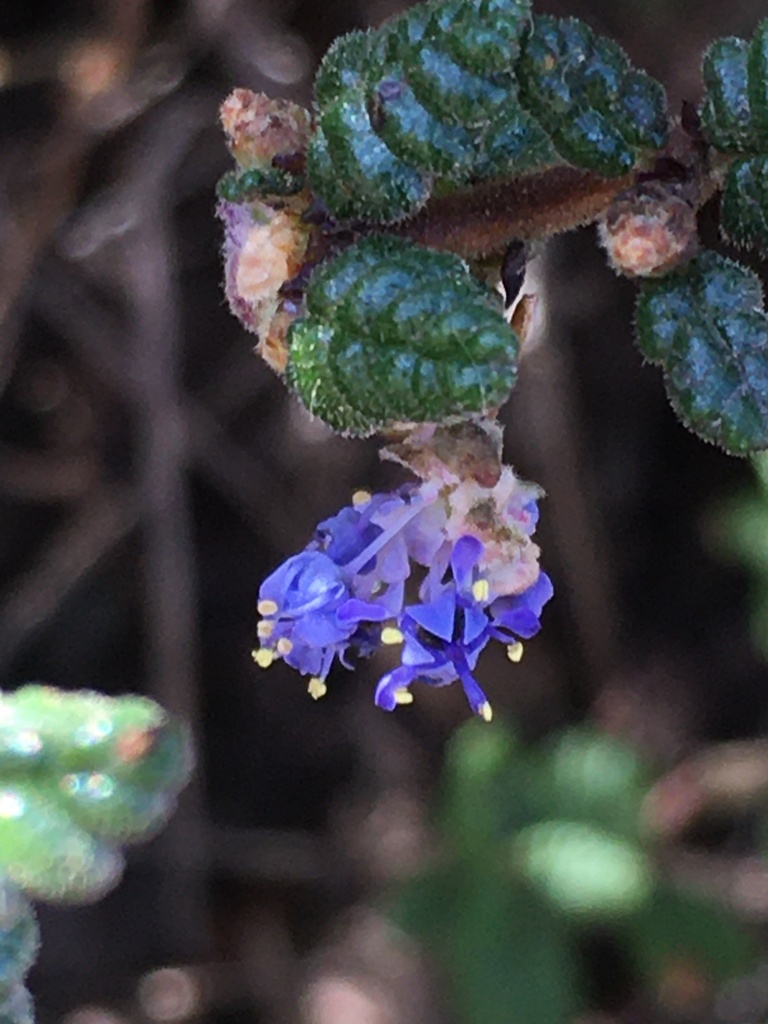 Ceanothus impressus var. impressus (Santa barbara ceanothus), native California shrub / tree
