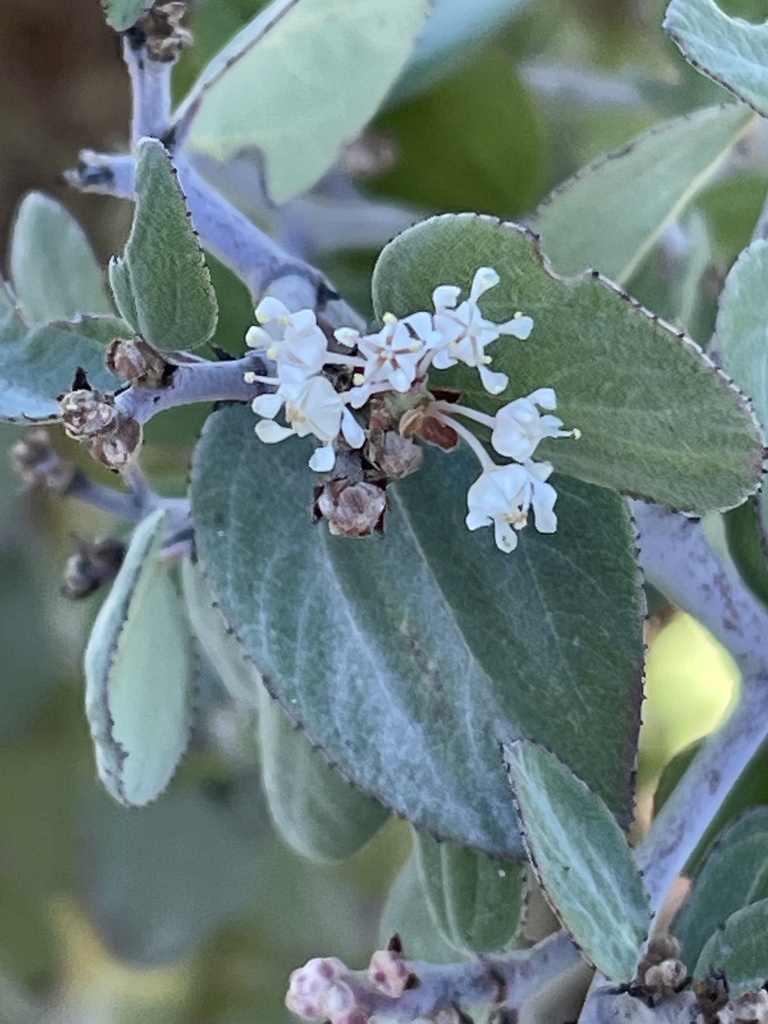 Ceanothus incanus (Coast whitethorn), native California shrub