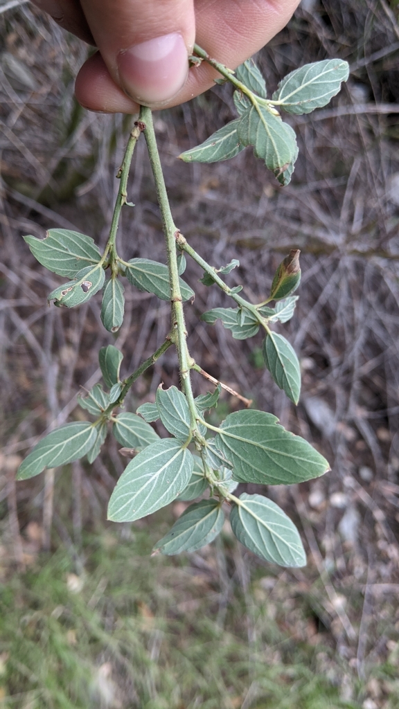 Ceanothus integerrimus (Deer brush), native California shrub