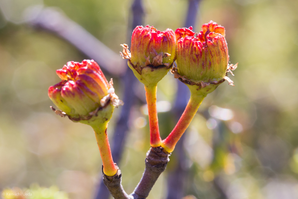 Ceanothus jepsonii (Musk brush), native California shrub